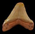 Chubutensis Tooth From NC - Megalodon Ancestor #43077-1